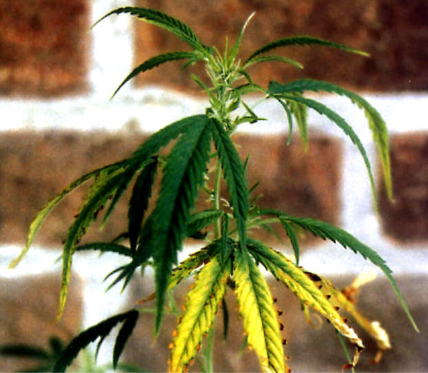 Carencia de Potasio (K) en la marihuana